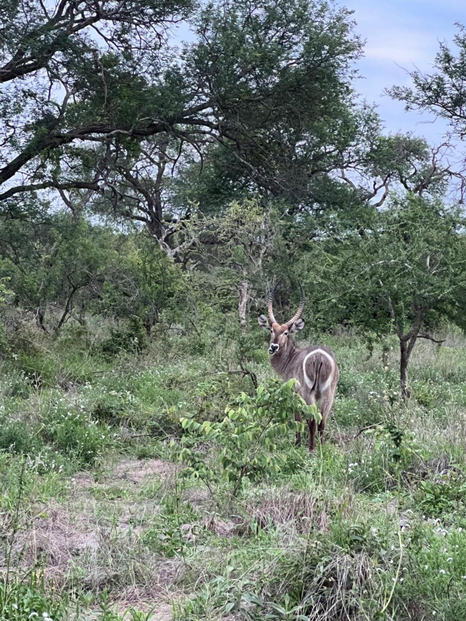 The Bush Hut Villa Hoedspruit Eksteriør billede
