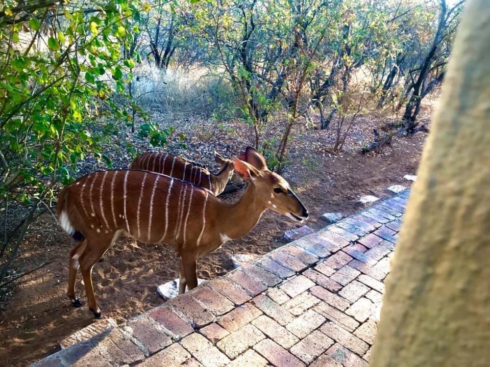 The Bush Hut Villa Hoedspruit Eksteriør billede