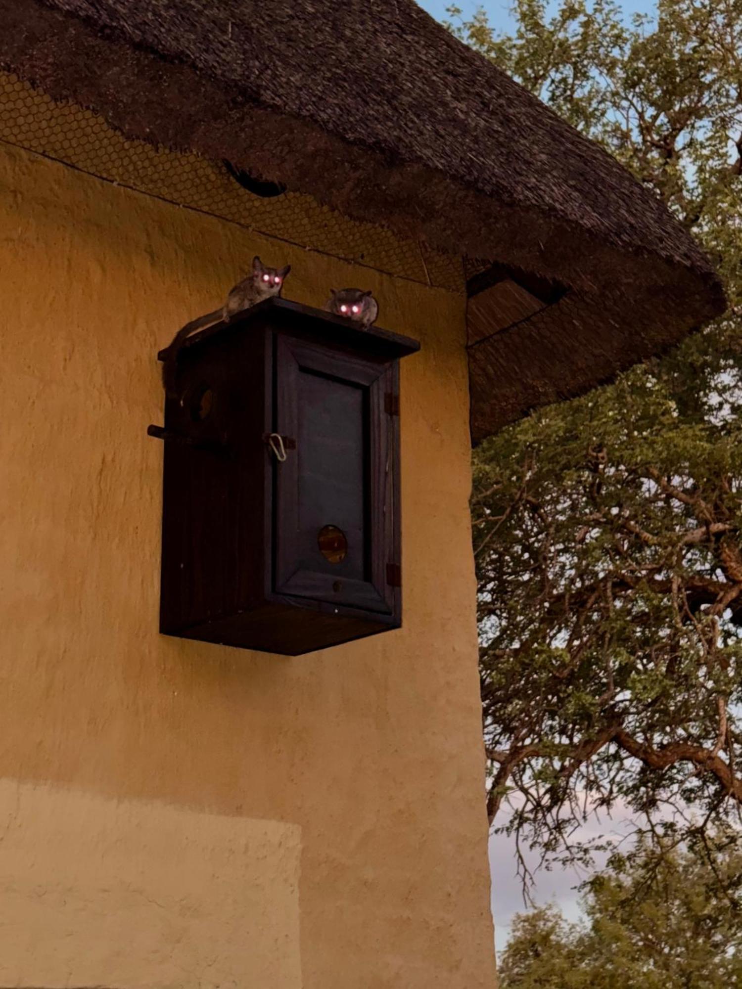 The Bush Hut Villa Hoedspruit Eksteriør billede