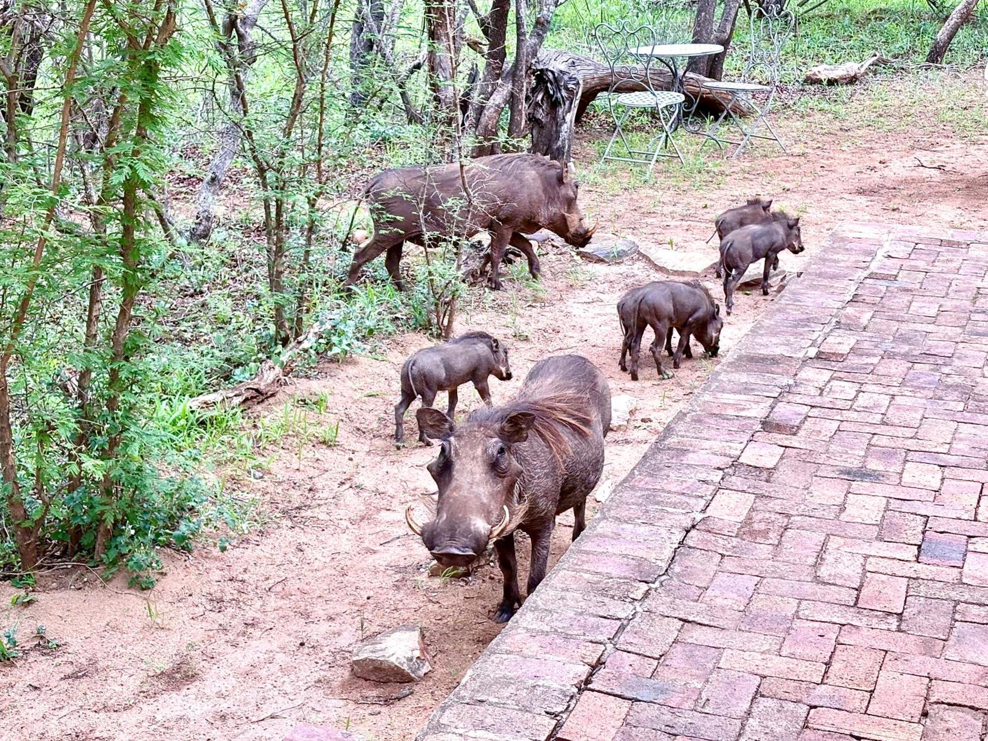 The Bush Hut Villa Hoedspruit Eksteriør billede